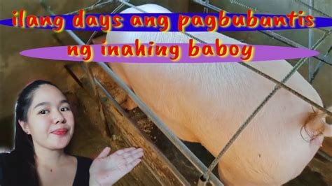 overdue na inahing baboy|1 Day ng Overdue di pa rin nanganak ang inahing Baboy.